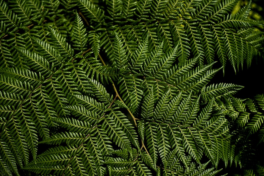green fern plant in close up photography