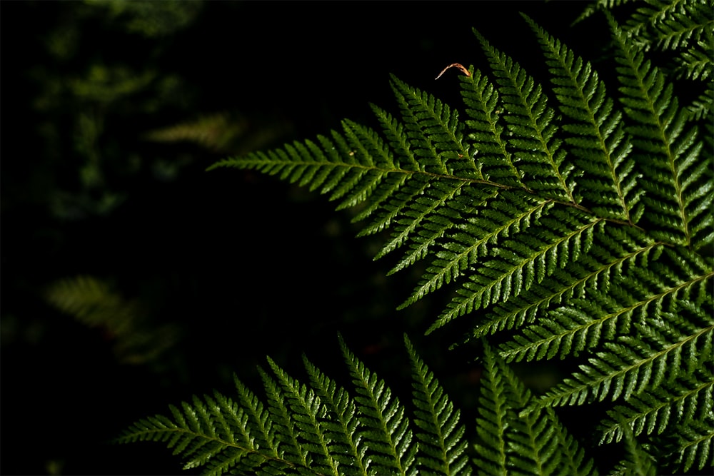 green fern plant in close up photography