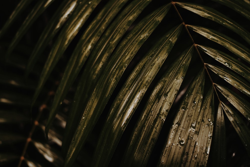 green plant in close up photography