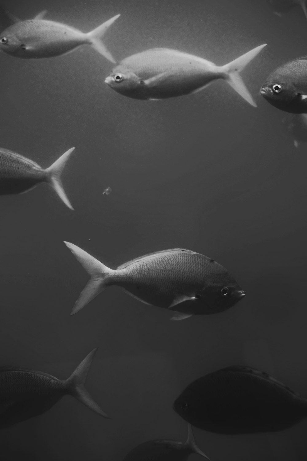 grayscale photo of fish in water