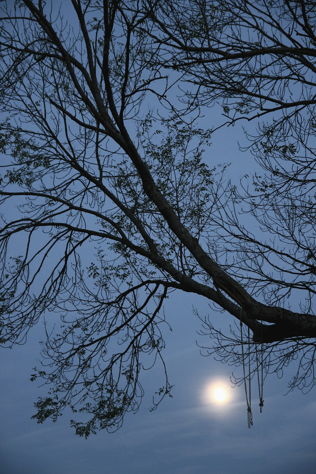 leafless tree under blue sky during daytime