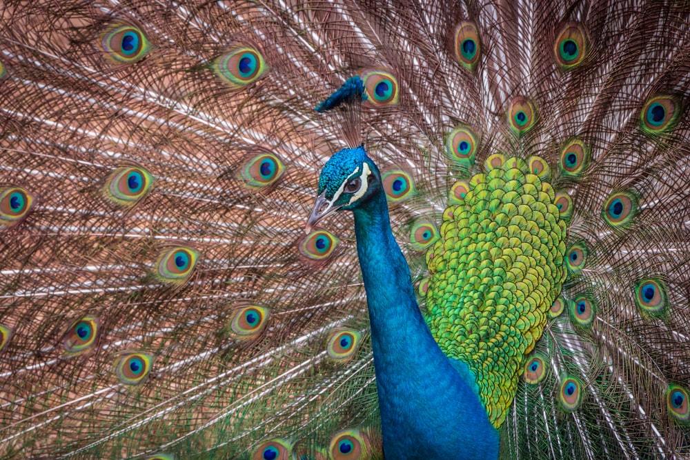 blue peacock in close up photography