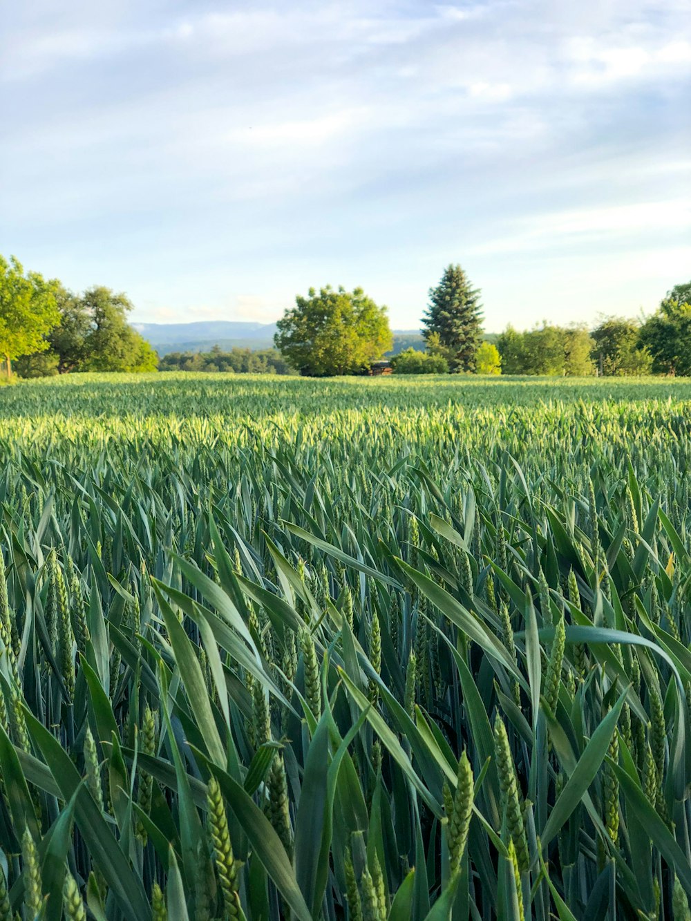 green grass field during daytime