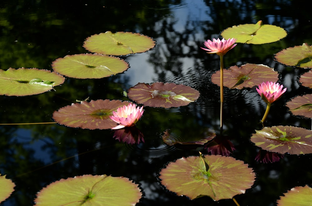 pink lotus flower on water