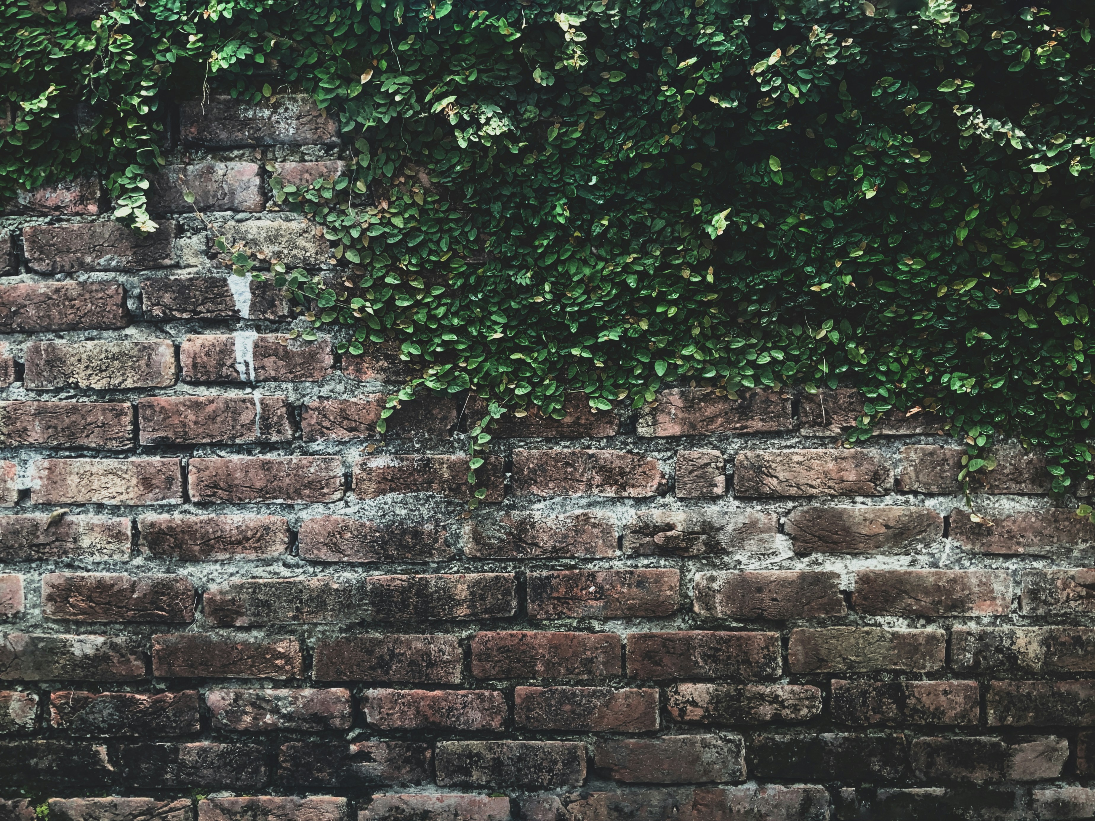 green vine plant on brown brick wall