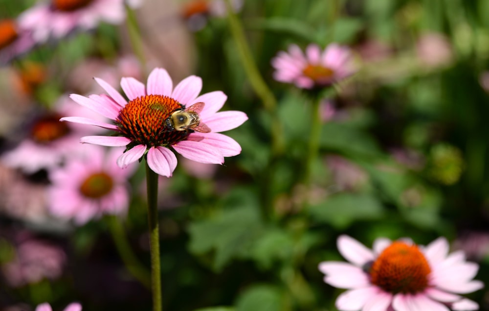 brown and black ladybug on pink flower
