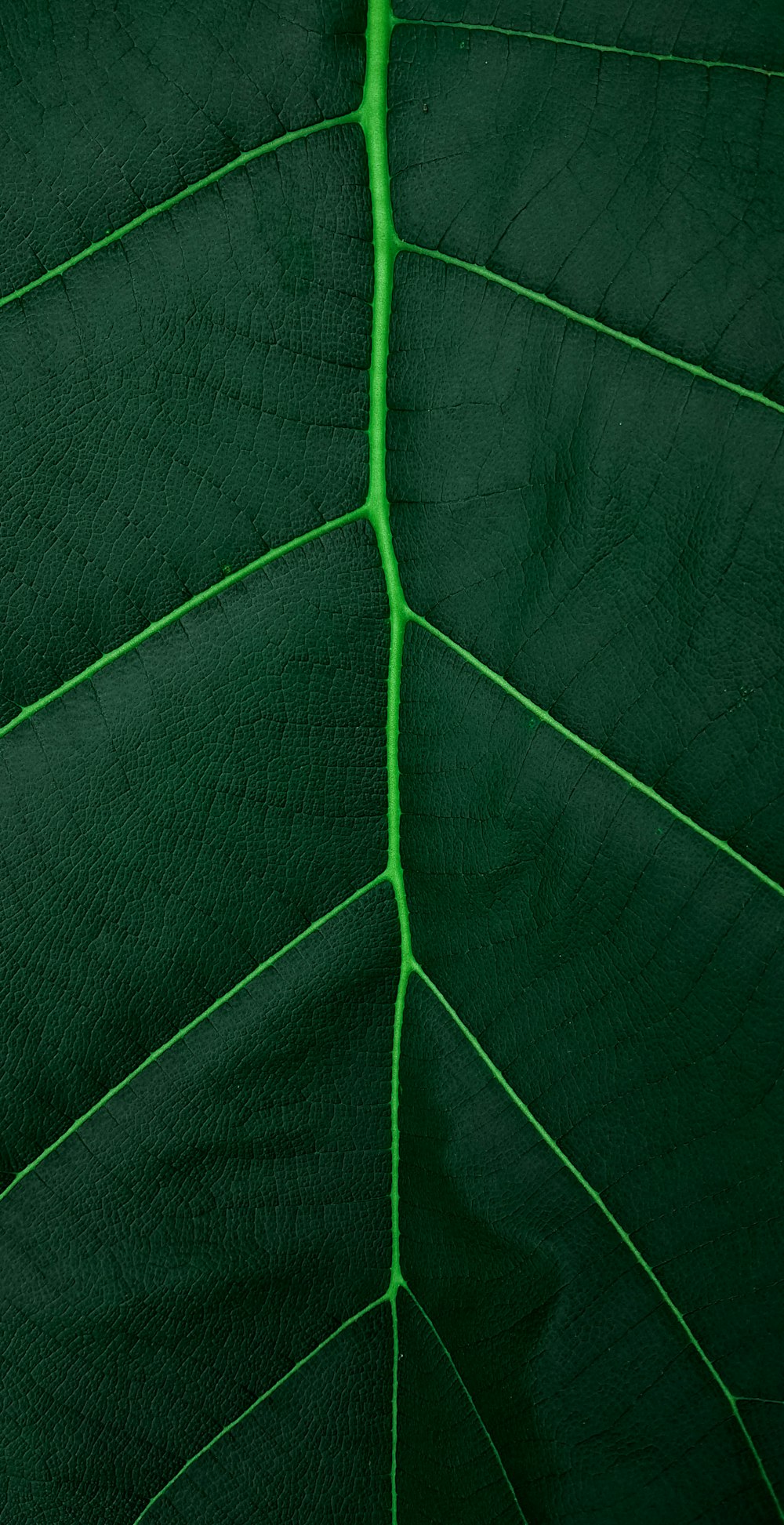 クローズアップ写真の緑の葉