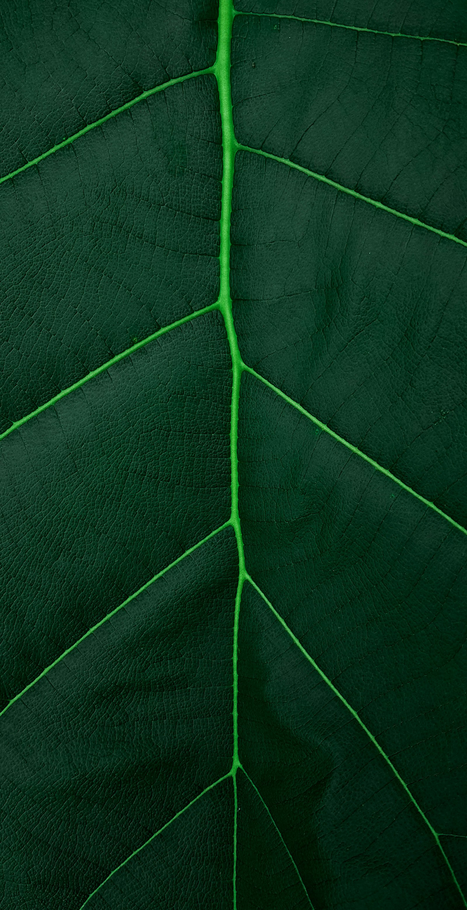 Samsung Galaxy S8+ Rear Camera sample photo. Green leaf in close photography