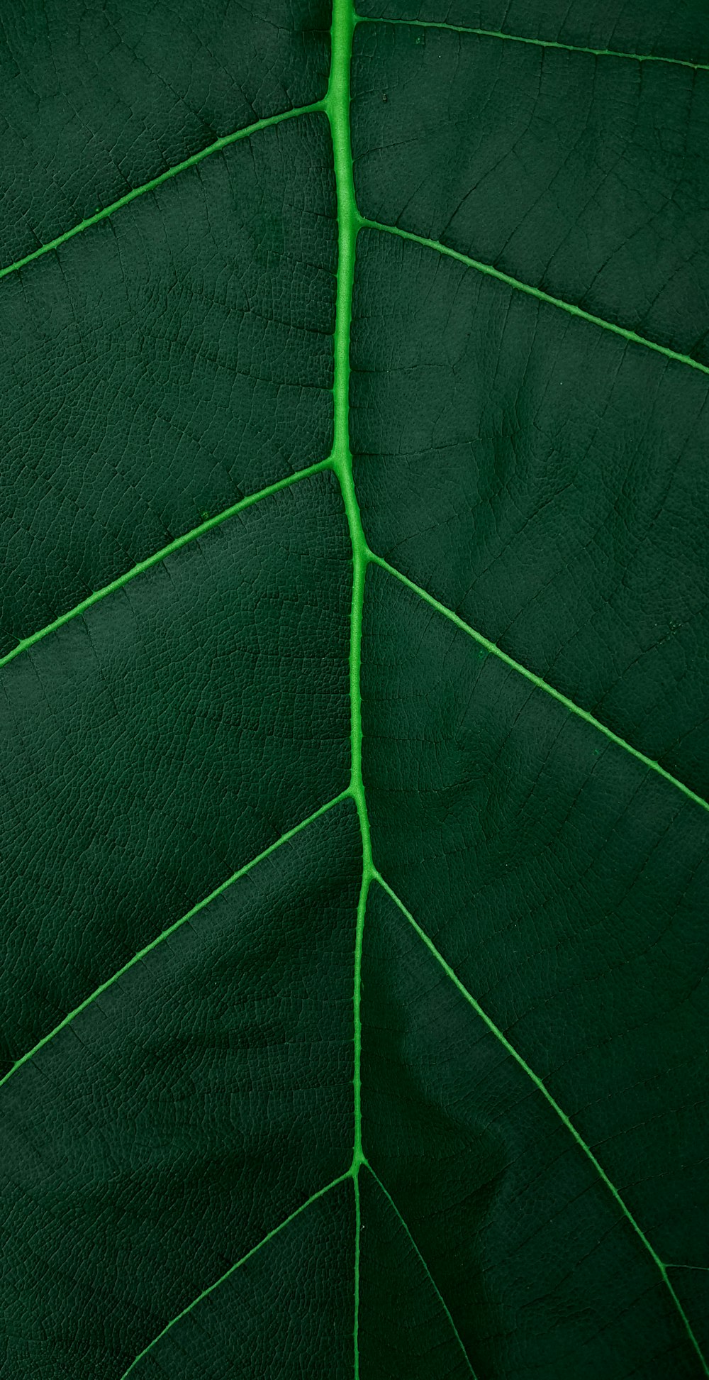 green leaf in close up photography