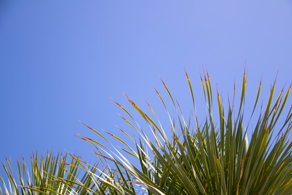 green grass under blue sky during daytime