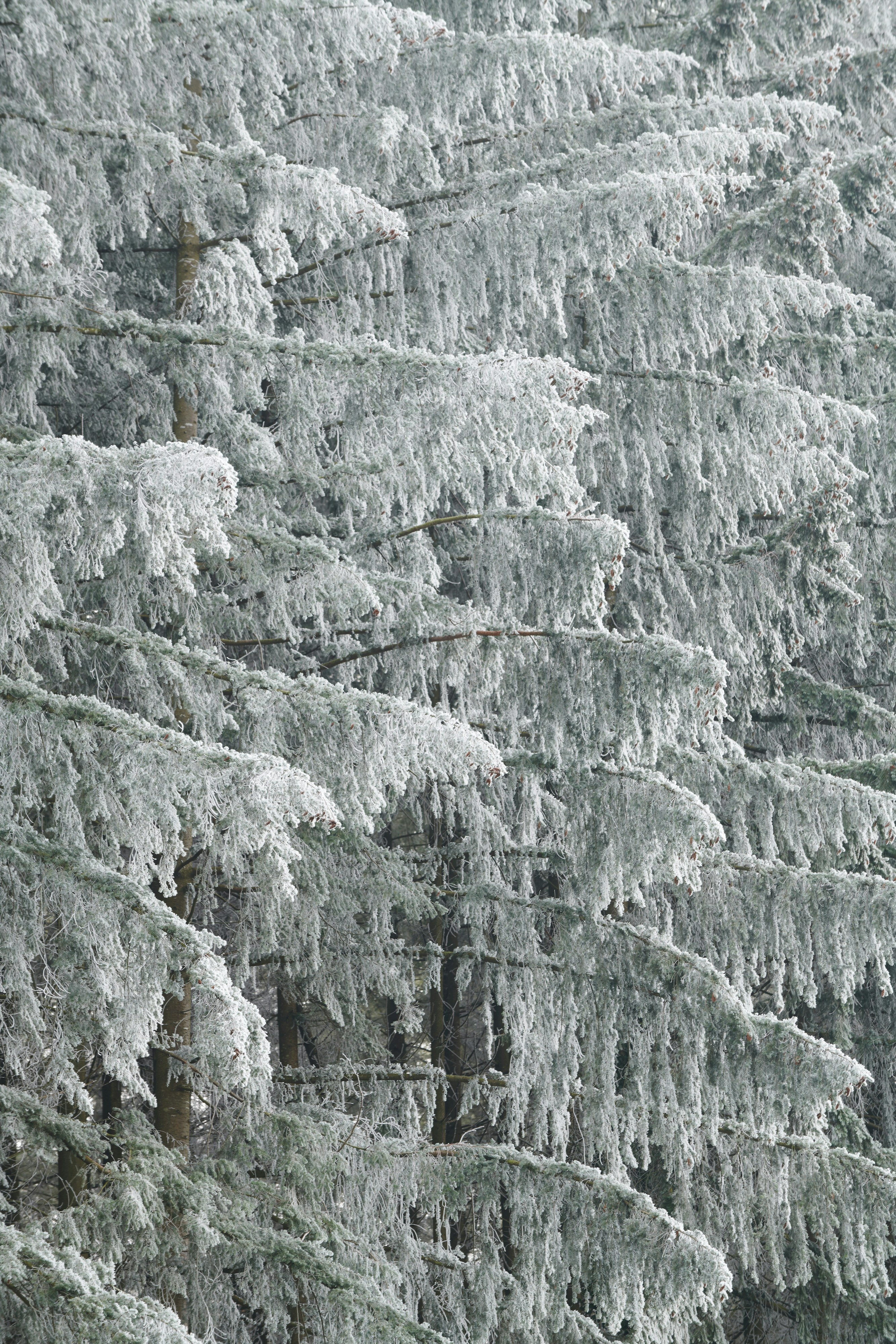 mens winter coat wallpaper, wallpaper, Peacoat Styling: Timeless Classic Outfits 5