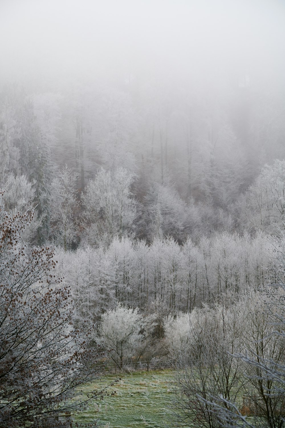 snow covered trees during daytime