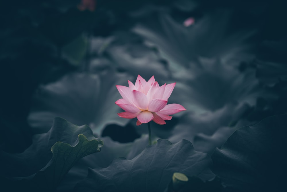 pink lotus flower in bloom