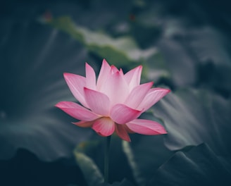 pink lotus flower in bloom