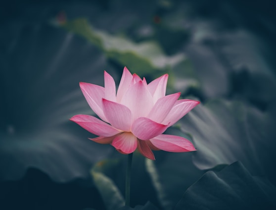 pink lotus flower in bloom