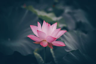 A serene lotus flower glowing softly against a warm blush pink background with gentle flowing fabric.