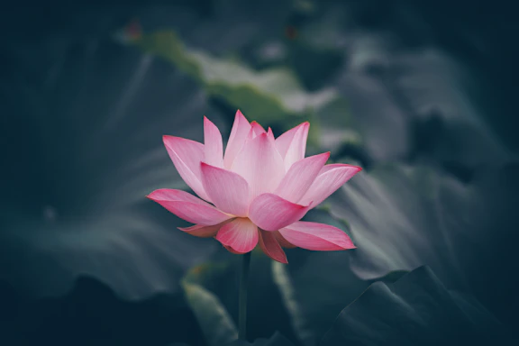 A serene orange-hued lotus flower glowing softly against a dark background, symbolizing peace and devotion.