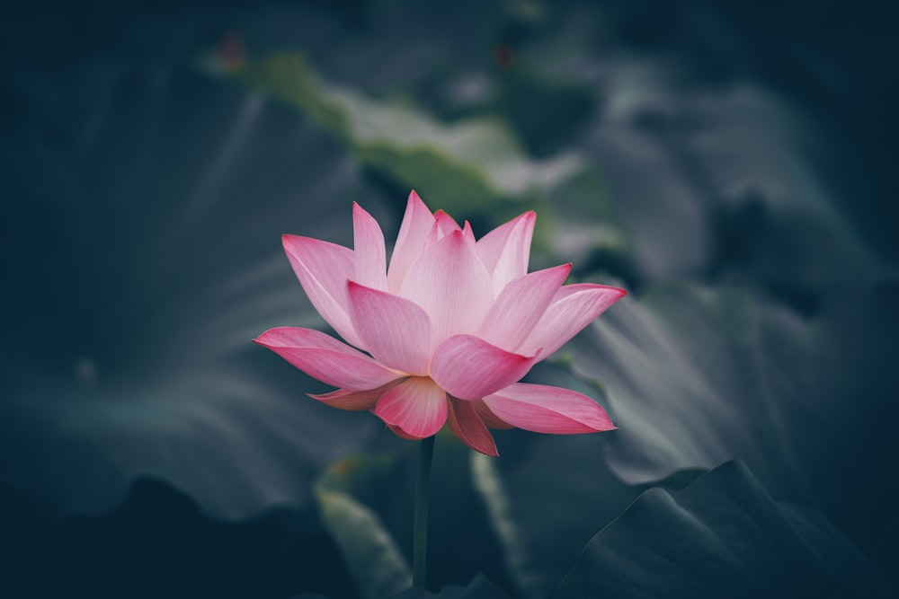 fleur de lotus rose en fleur