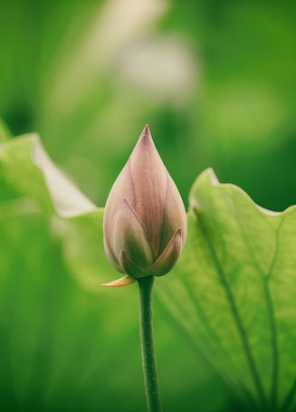 A close-up view of a budding flower with smooth petals, surrounded by lush green leaves that create a vibrant and serene background.