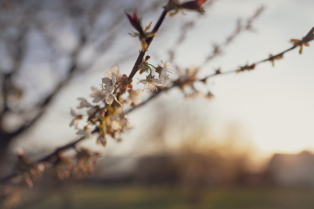 flor branca e marrom na lente tilt shift