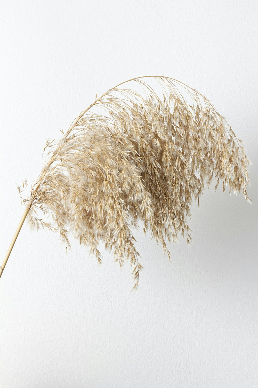 white and brown feather on white surface