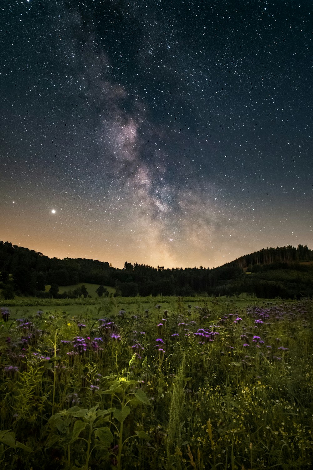 purple flower field under starry night