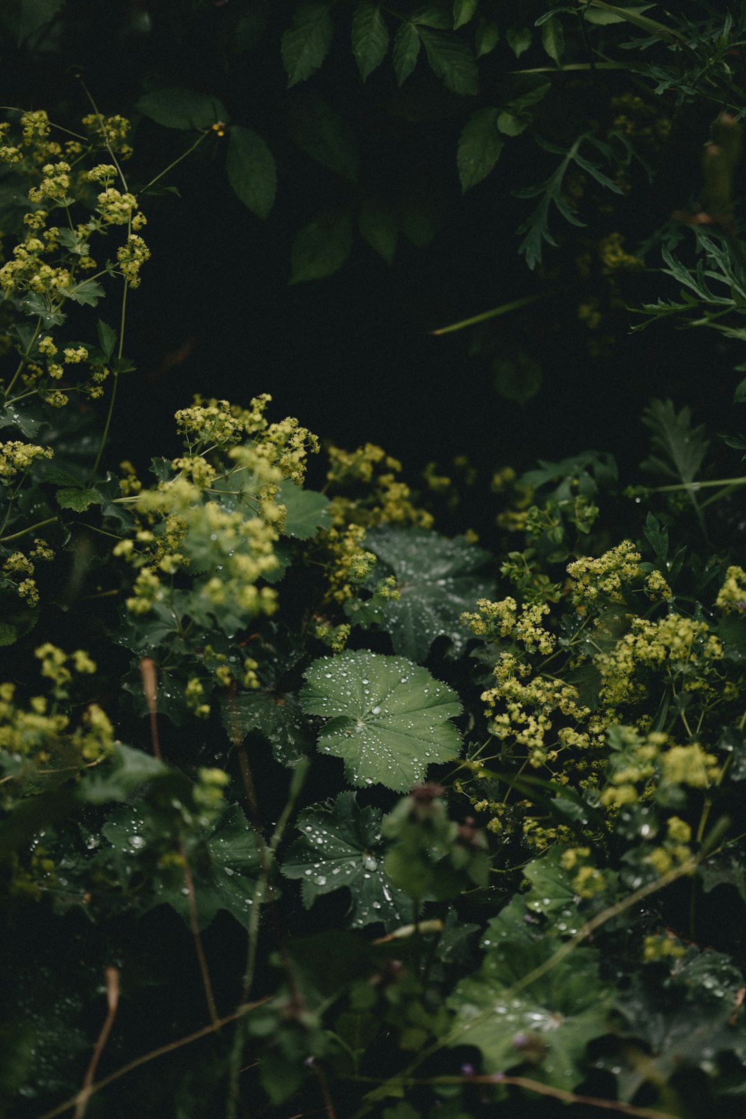 green and yellow flower plants