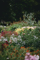 Lush Mughal Gardens blooming with vibrant flowers in springtime near Srinagar
