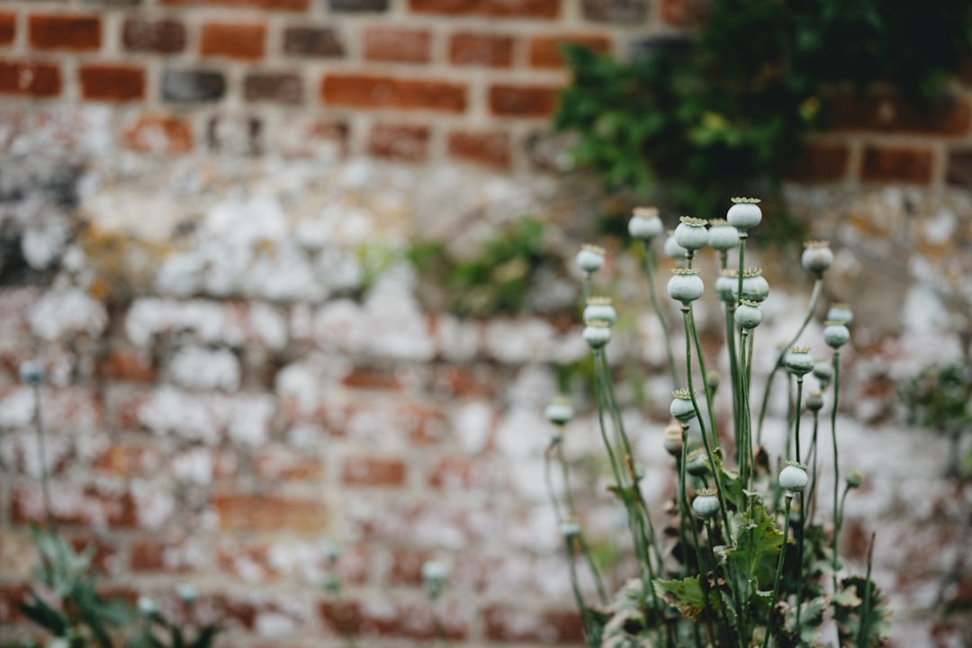 white flowers near brown brick wall