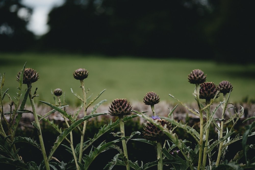 green and brown plant during daytime