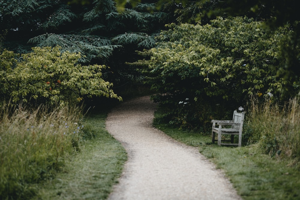 gray pathway between green trees during daytime