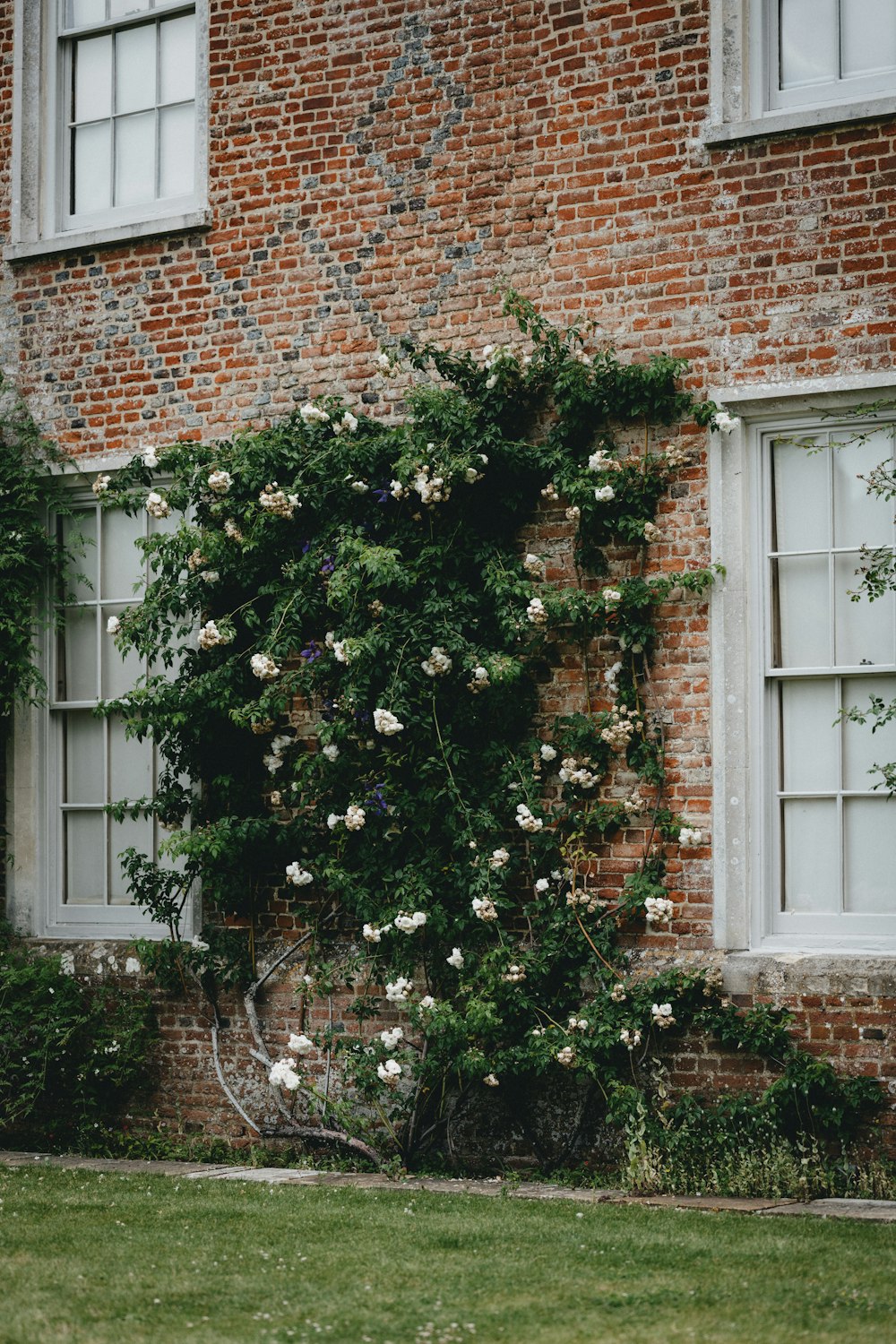 green plant near white wooden window