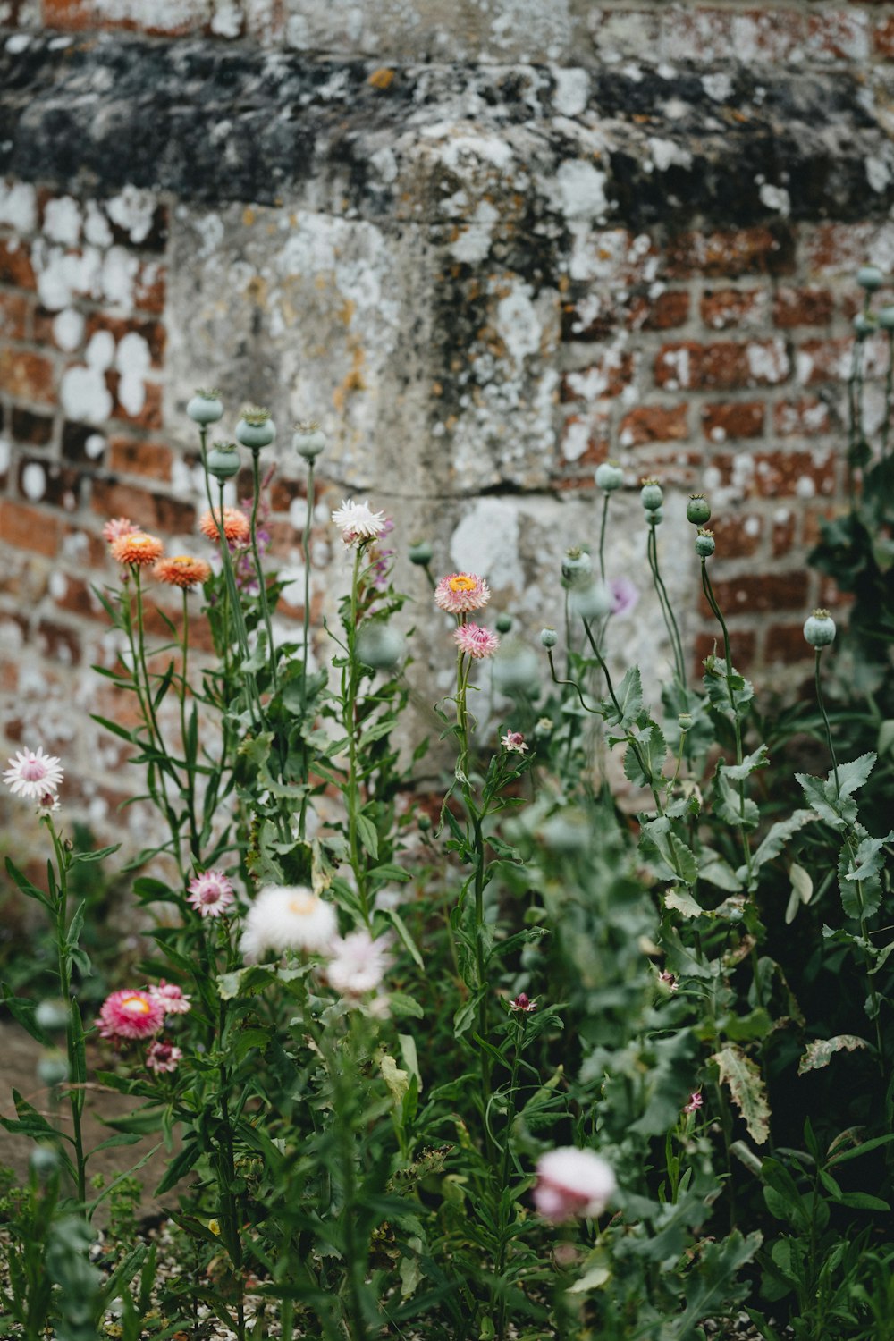 white and pink flowers beside brown brick wall