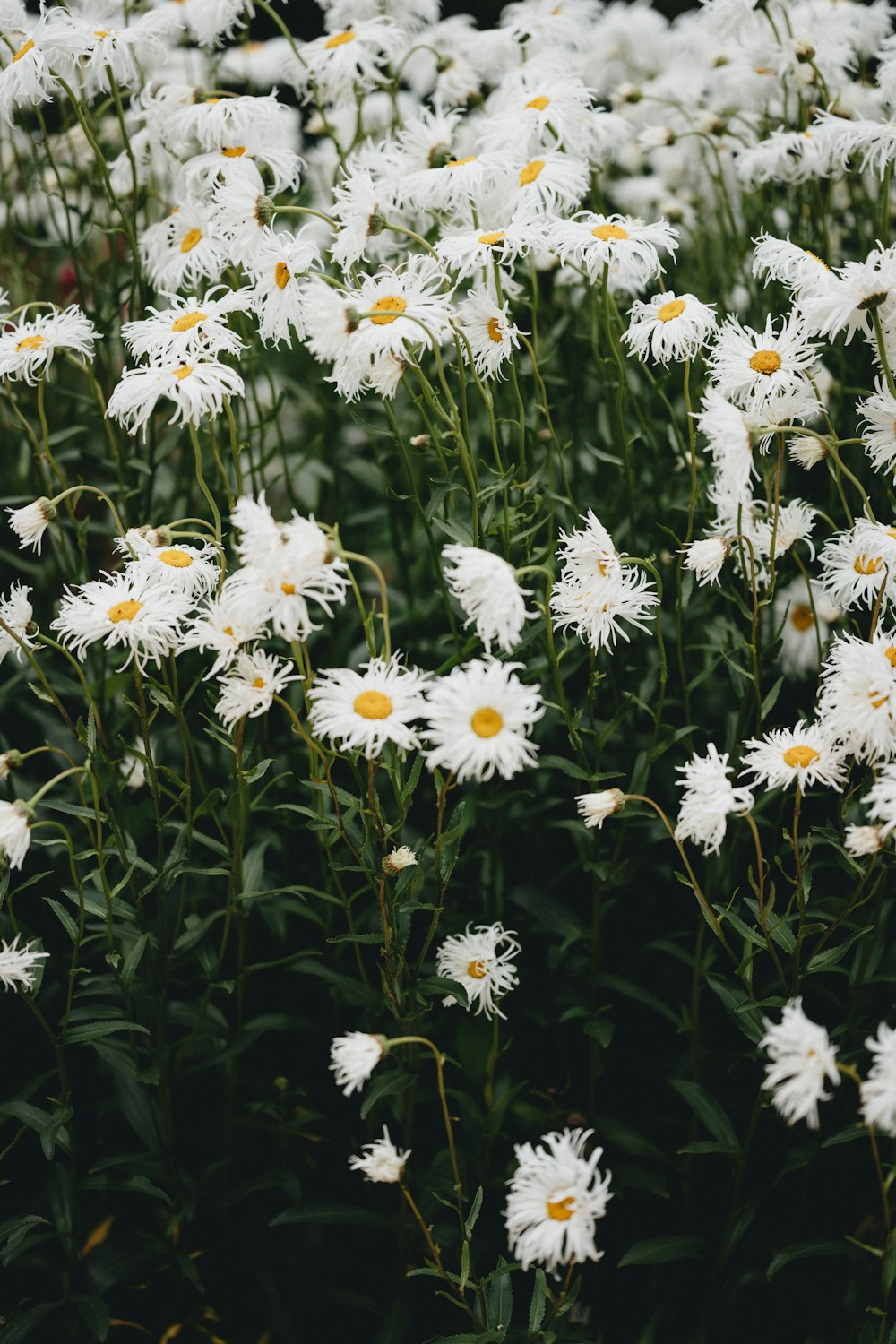 white daisy flowers in bloom during daytime