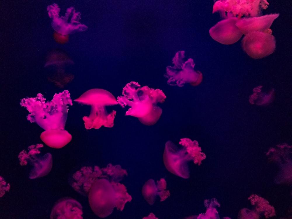 Ilustración de medusas rosas y moradas