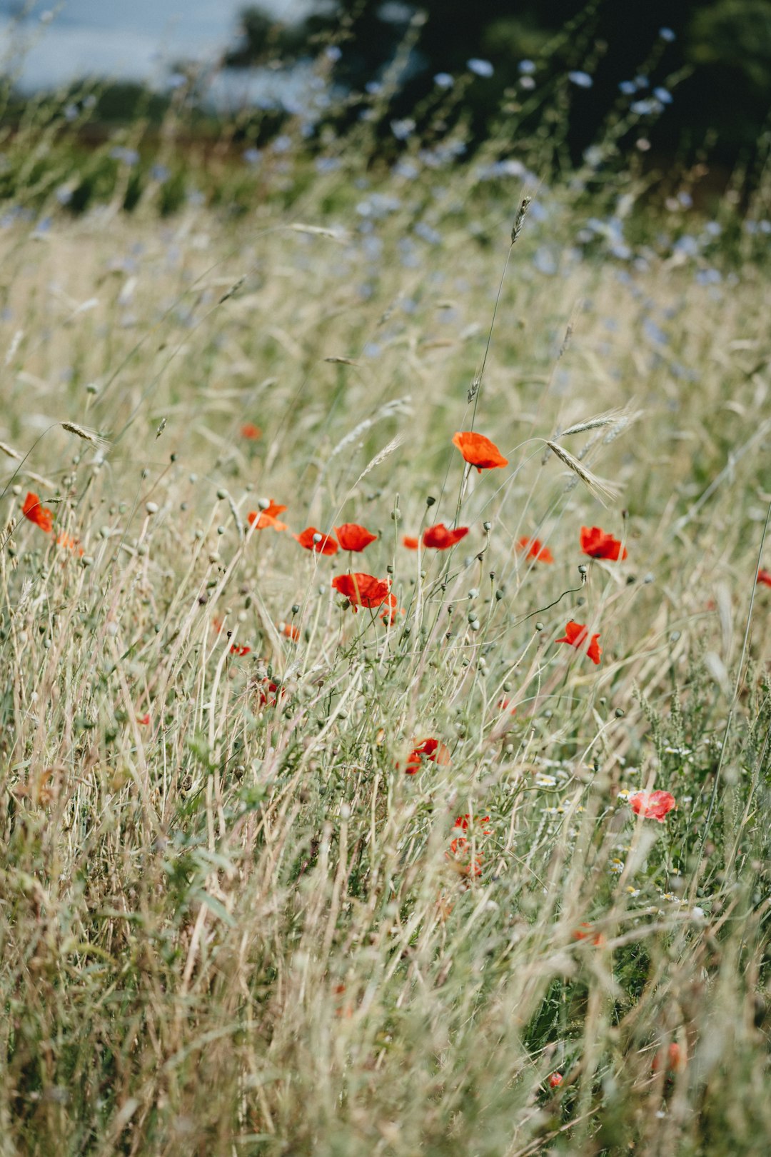 red flowers on green grass field during daytime