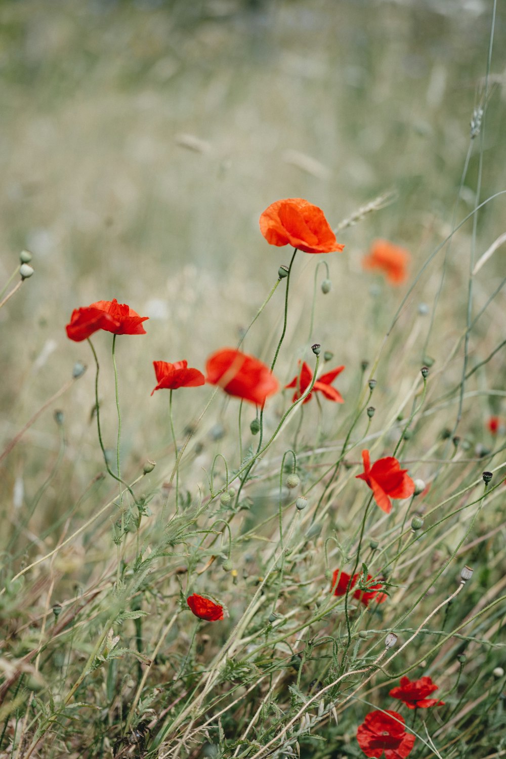 red flowers in tilt shift lens