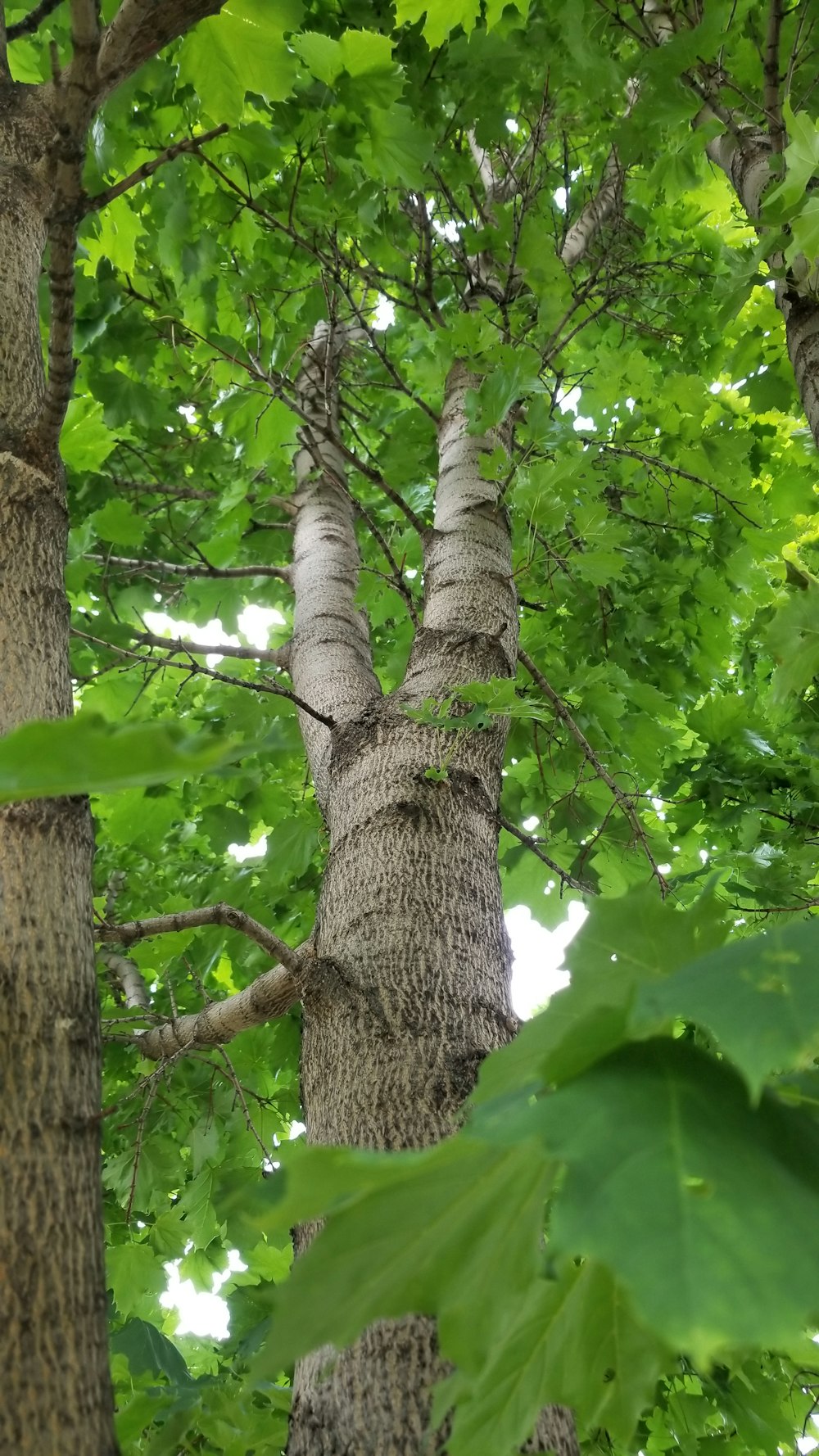 hojas verdes en un árbol marrón