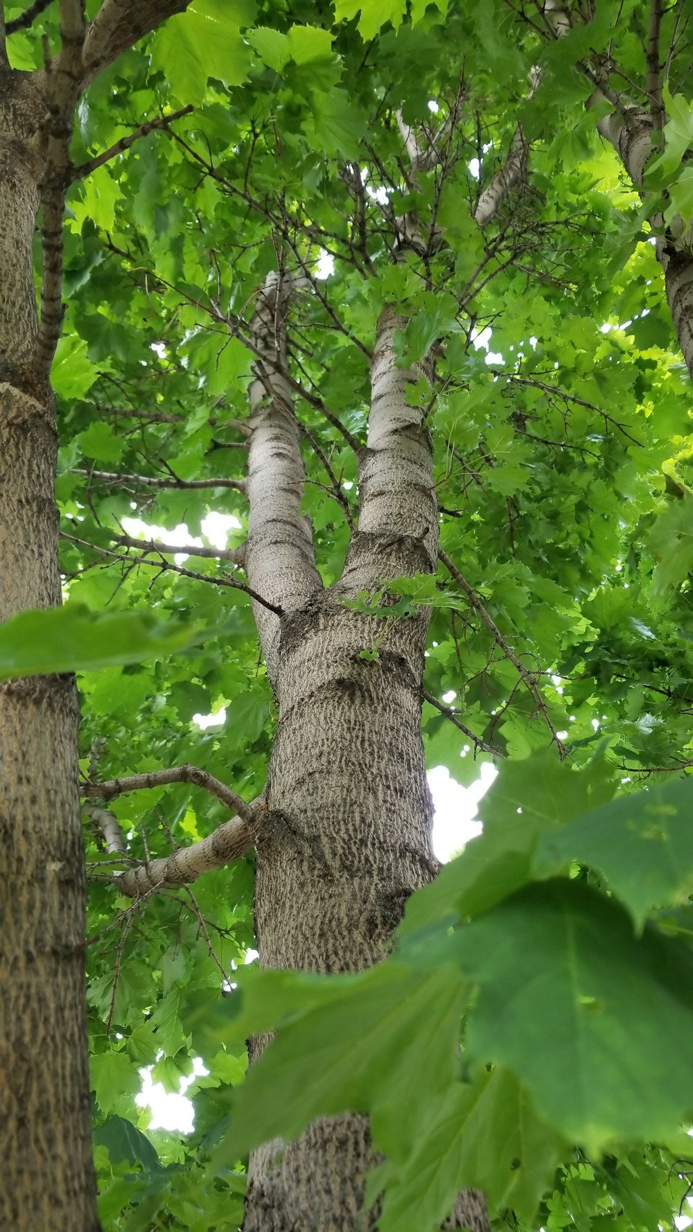 green leaves on brown tree