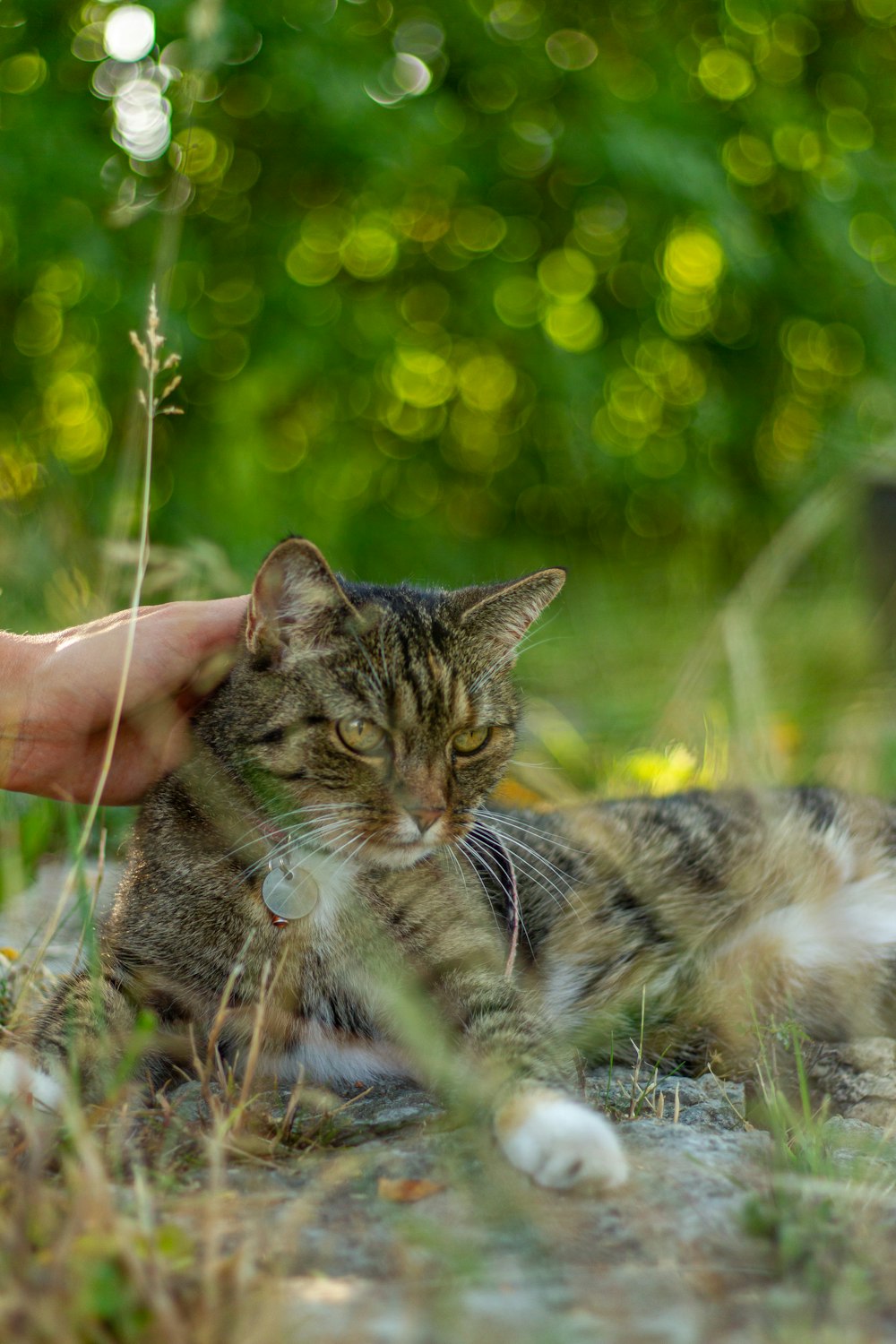 brown tabby cat on green grass during daytime