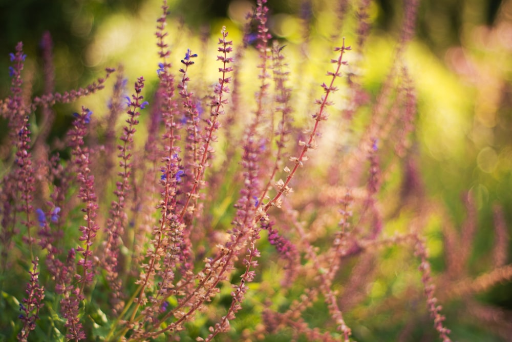 purple flower in tilt shift lens