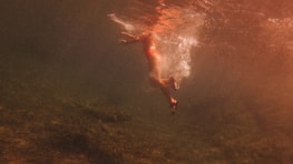 A person is swimming underwater, wearing a red swimsuit. The water appears somewhat murky with greenish and brown hues, making the scene look natural and earthy.