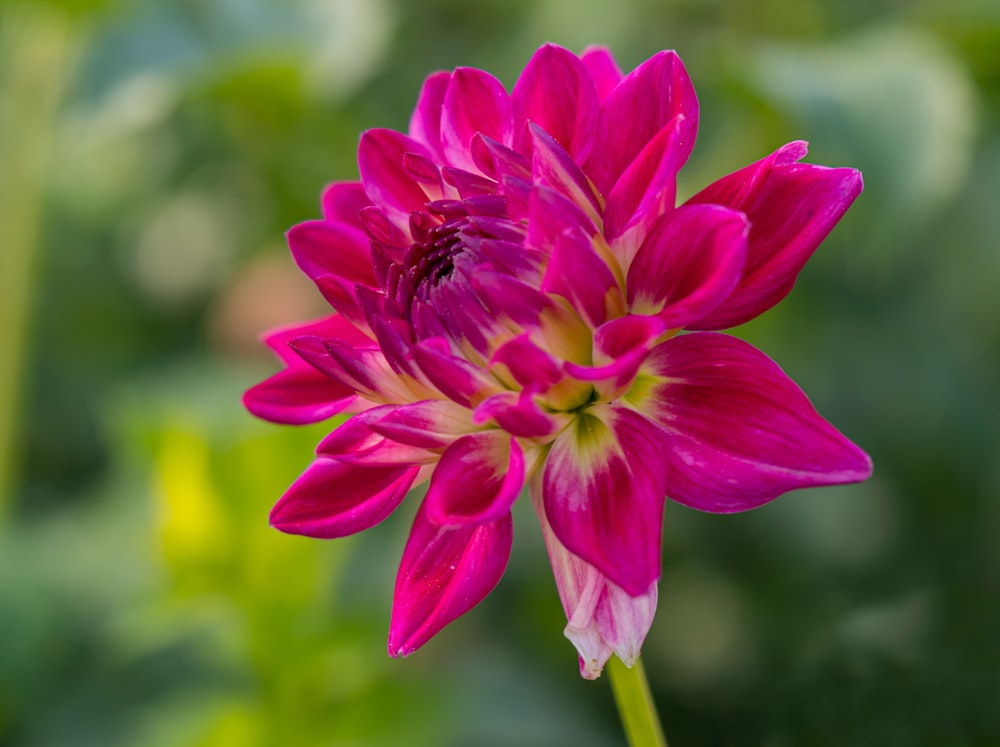 pink flower in tilt shift lens