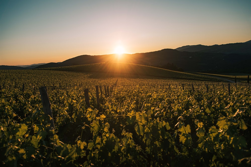 yellow flower field during sunset