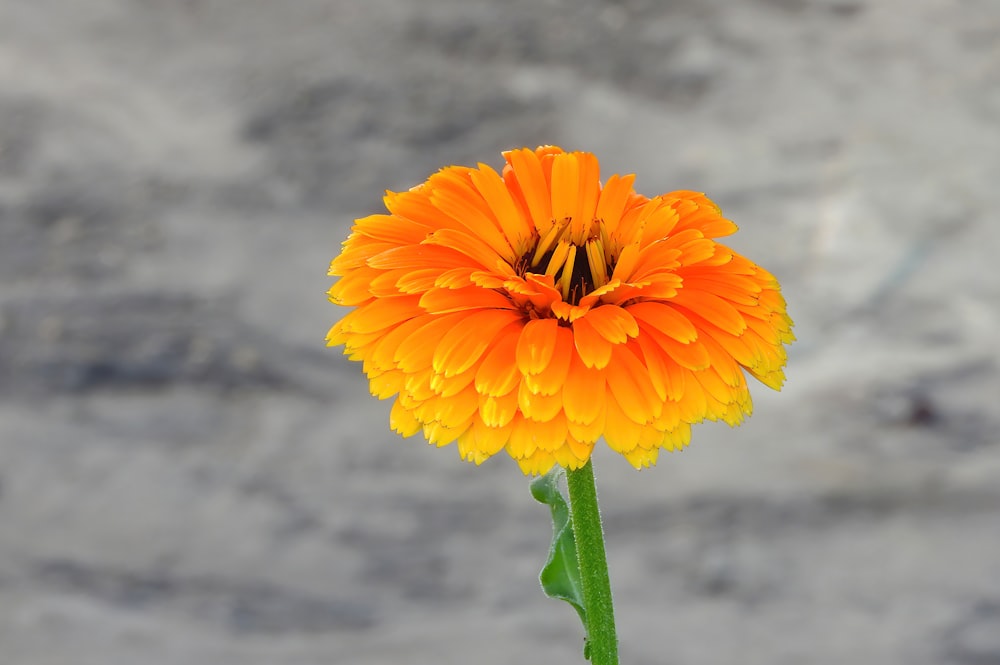 yellow flower in tilt shift lens