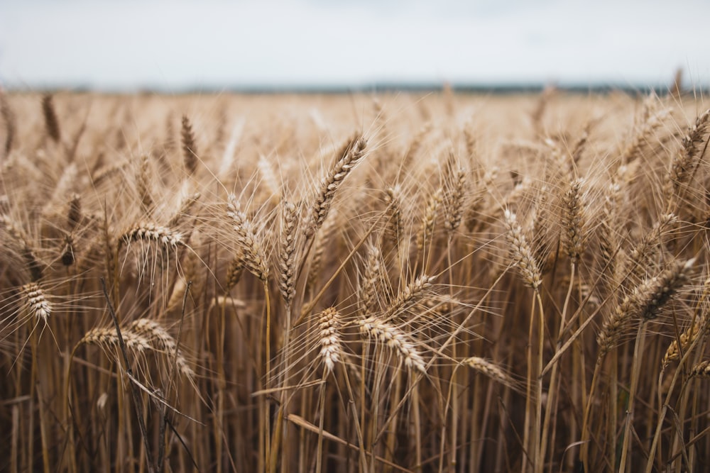 brown wheat field during daytime