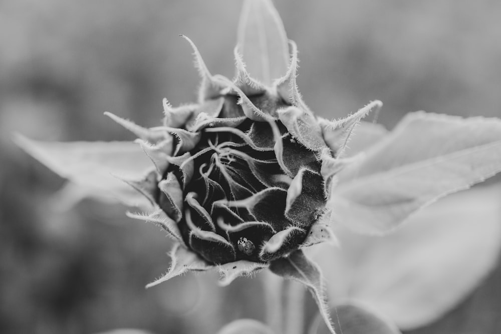 grayscale photo of flower bud