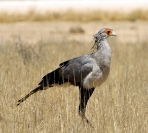 grey and white bird on brown grass field during daytime