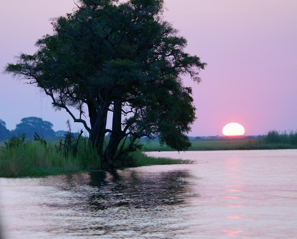 green tree on body of water during daytime