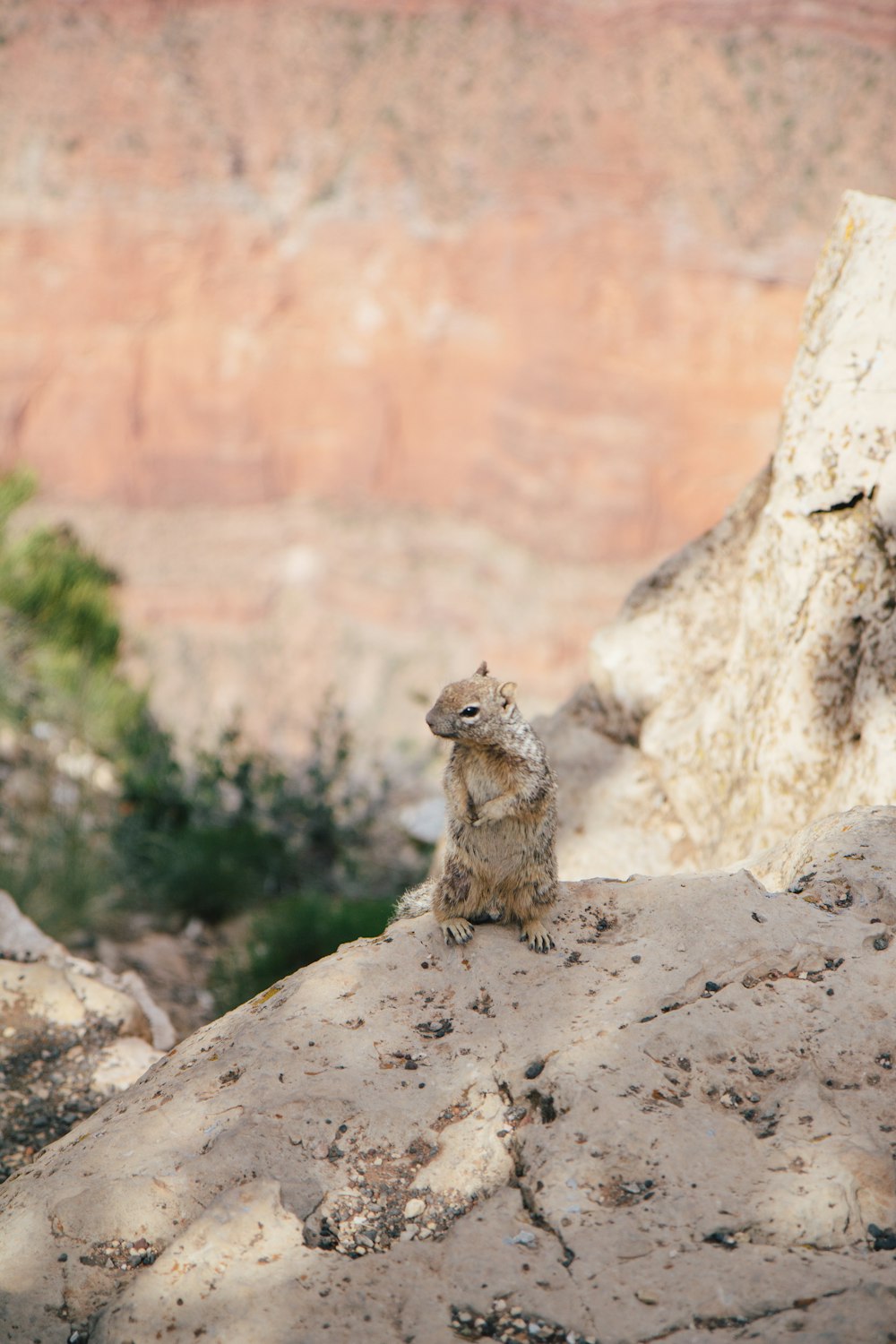 brown squirrel on brown rock during daytime